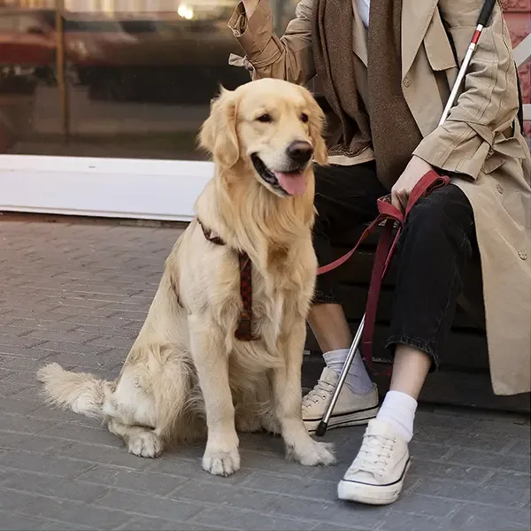 Well behaved service dog waiting at his owner feet at a restaurant